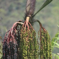 Oncosperma fasciculatum Thwaites